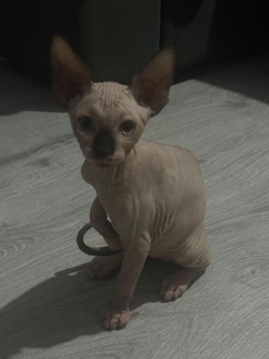 Pui Sphynx Baiat