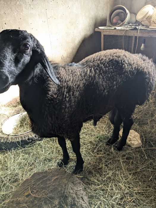 Гиссарский кочкар на племя 1.6 год