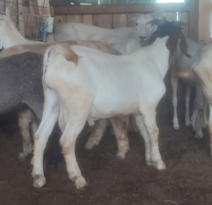 Țap Boer de 8 luni