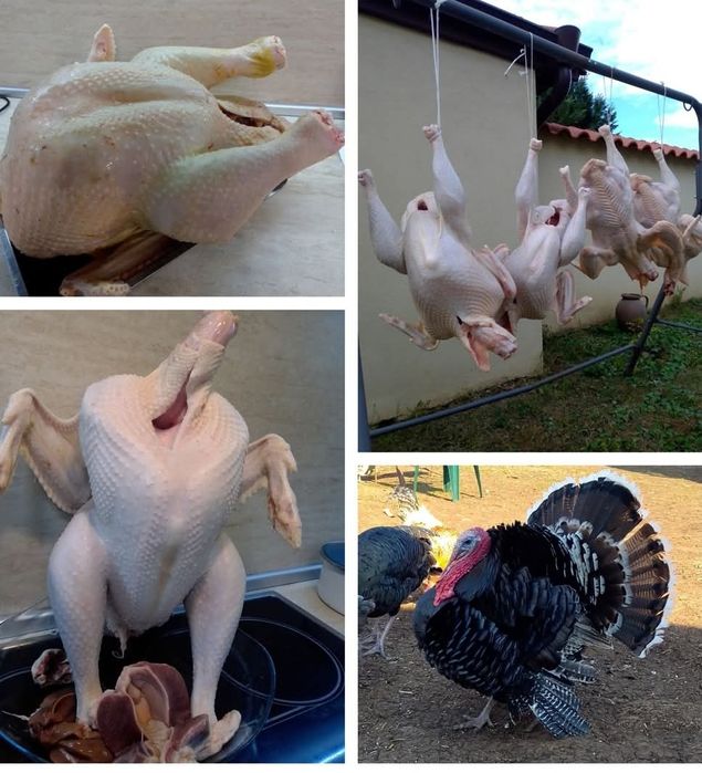 Домашно отглеждани пуйки