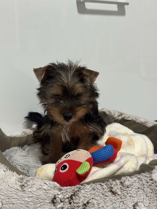 Yorkshire terrier