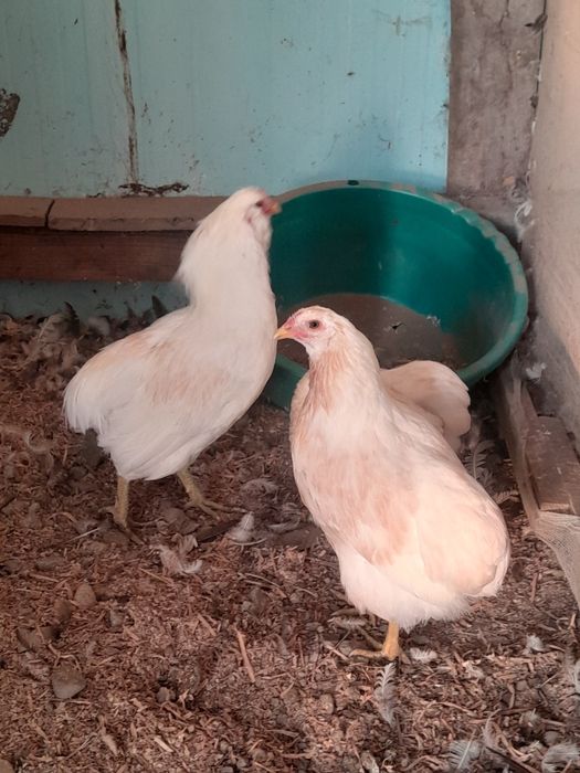 Araucana spleș .