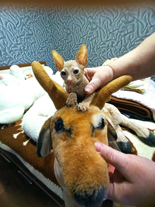 Котенок   сфинкс