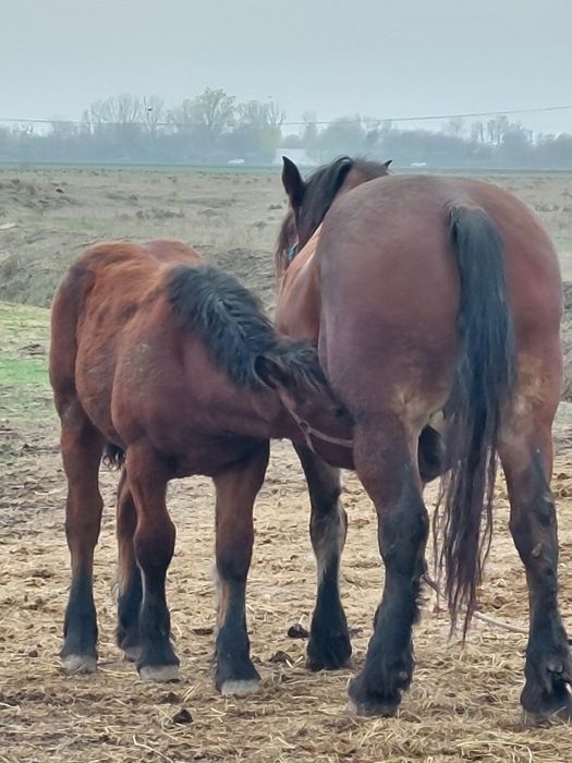 Vand o pereche de iepe murgi cu manza de 6 luni