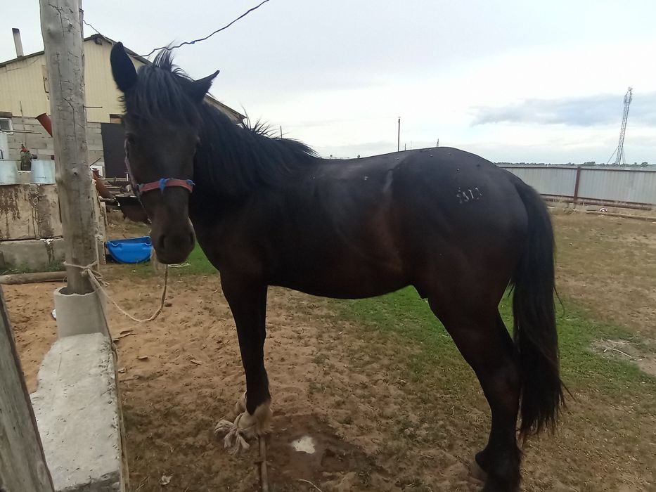 2 Жасар құнан жуас