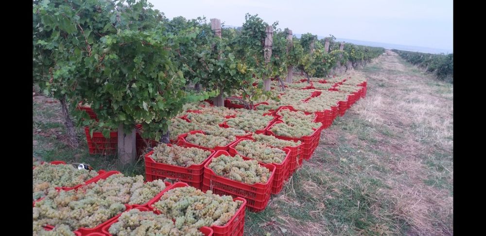 Strugurii de vin soiuri, Fetească, Aligote, Muscatt Ottonel
