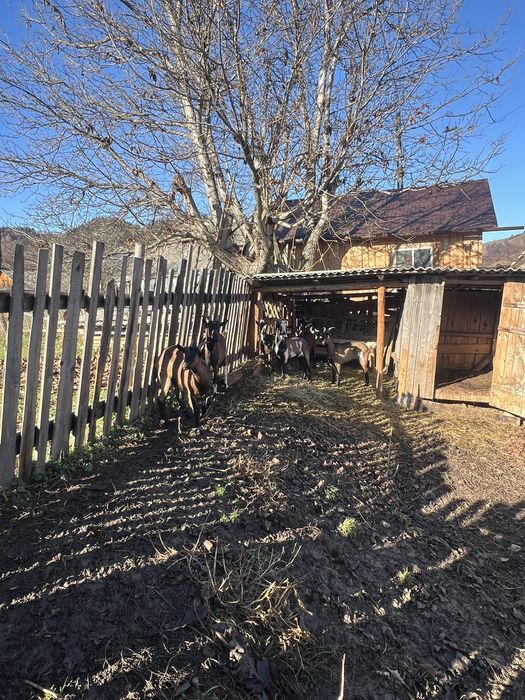 Capre gestante 1-2 ani