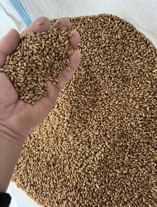 \\\\Cereale de vanzare /////