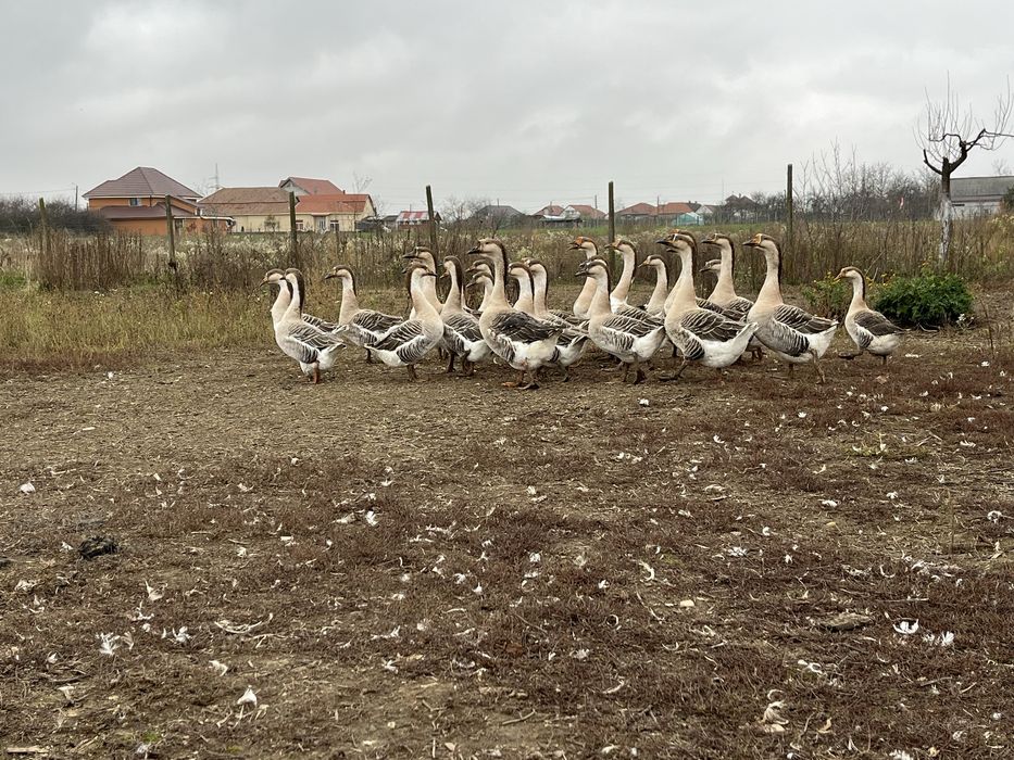 Vând Gâște Africane !!!