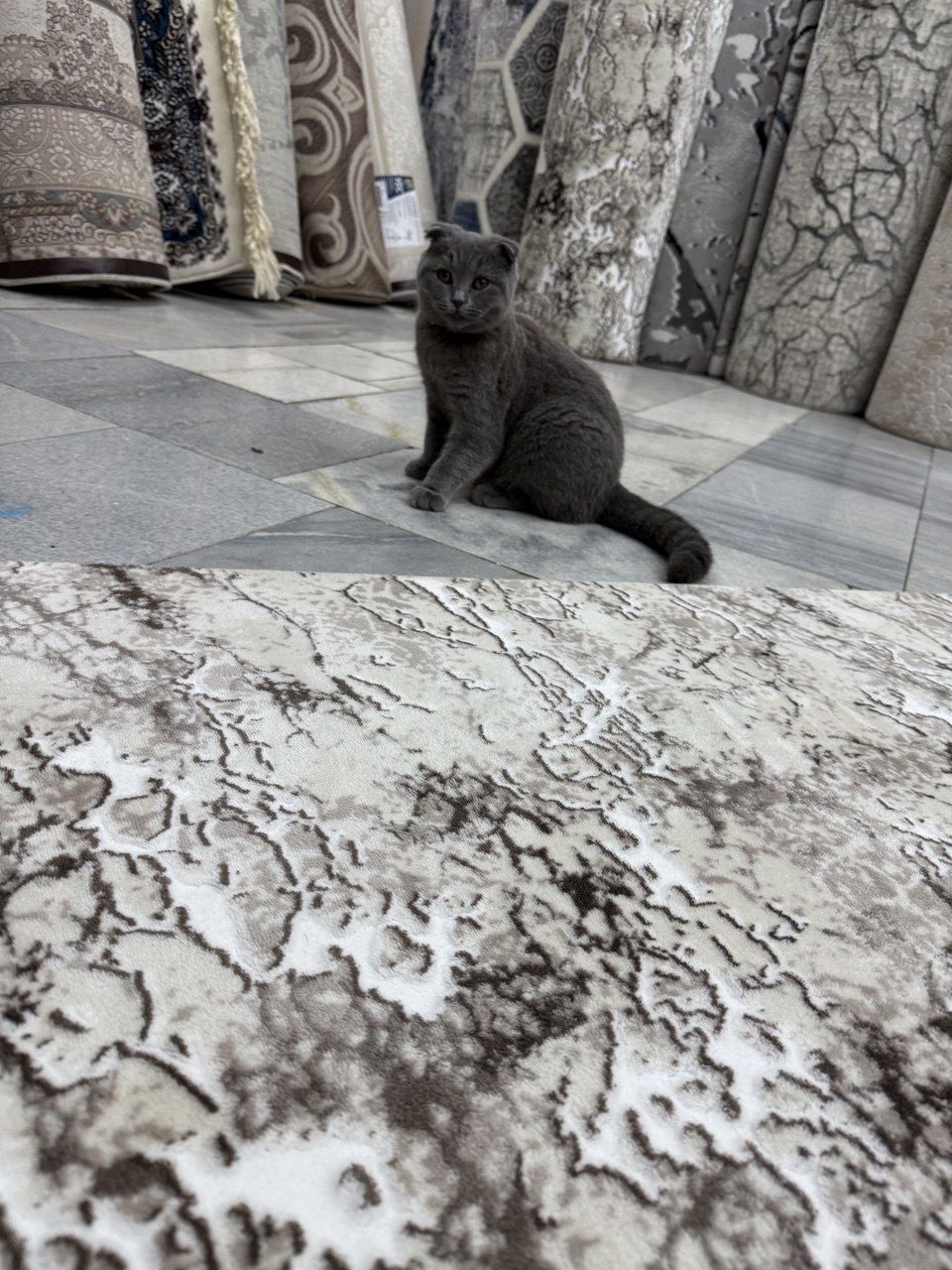 Скотиш фолд 1.5 года