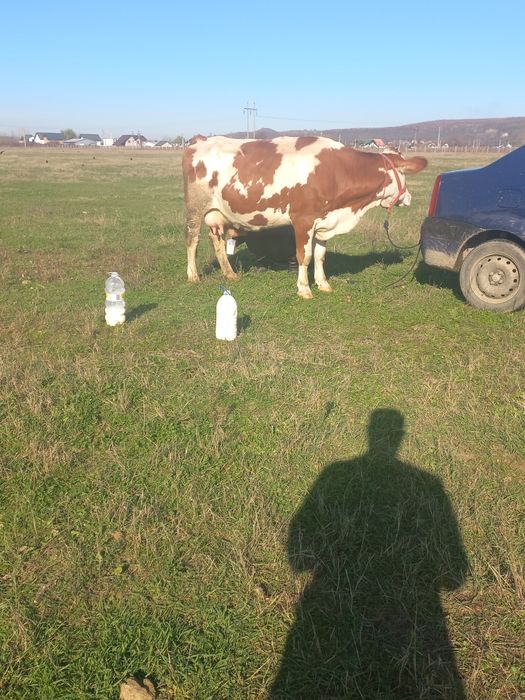 Vând vaca la a 2 fătare