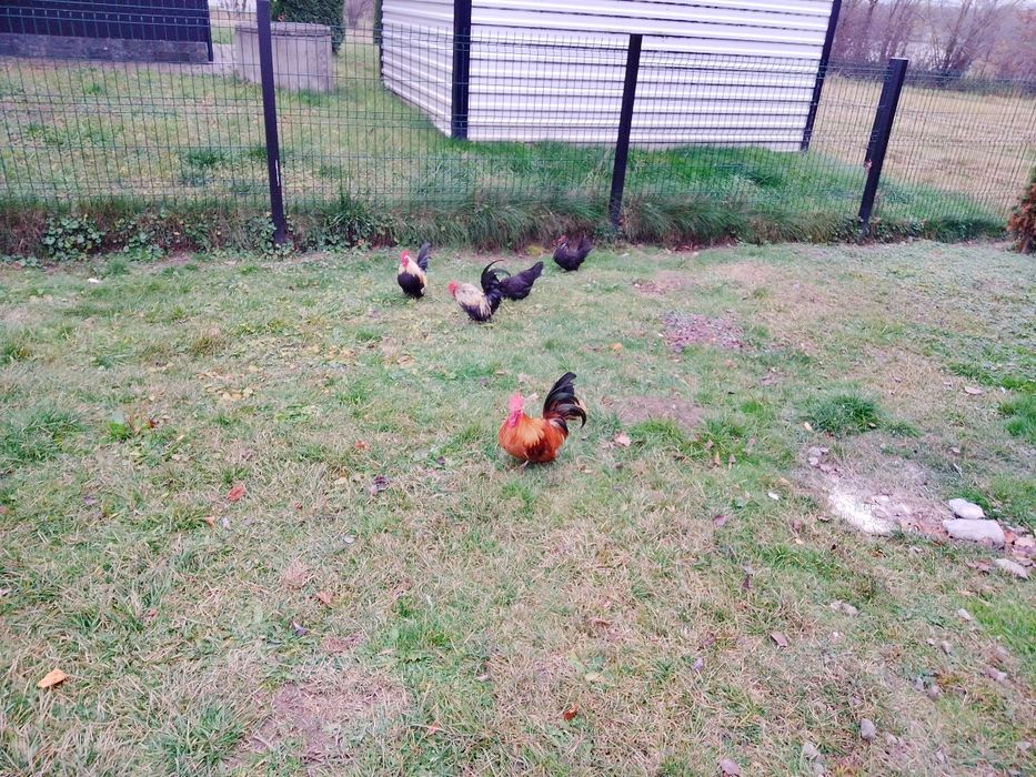 Cocoș Chabo de rasa