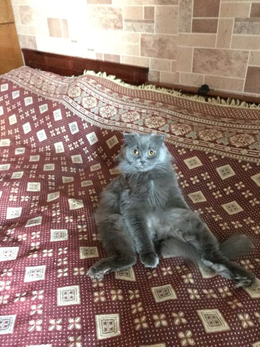 Отдам даром породистых кошек