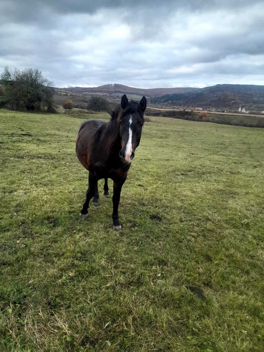 Manz  de 2 ani foarte cuminte