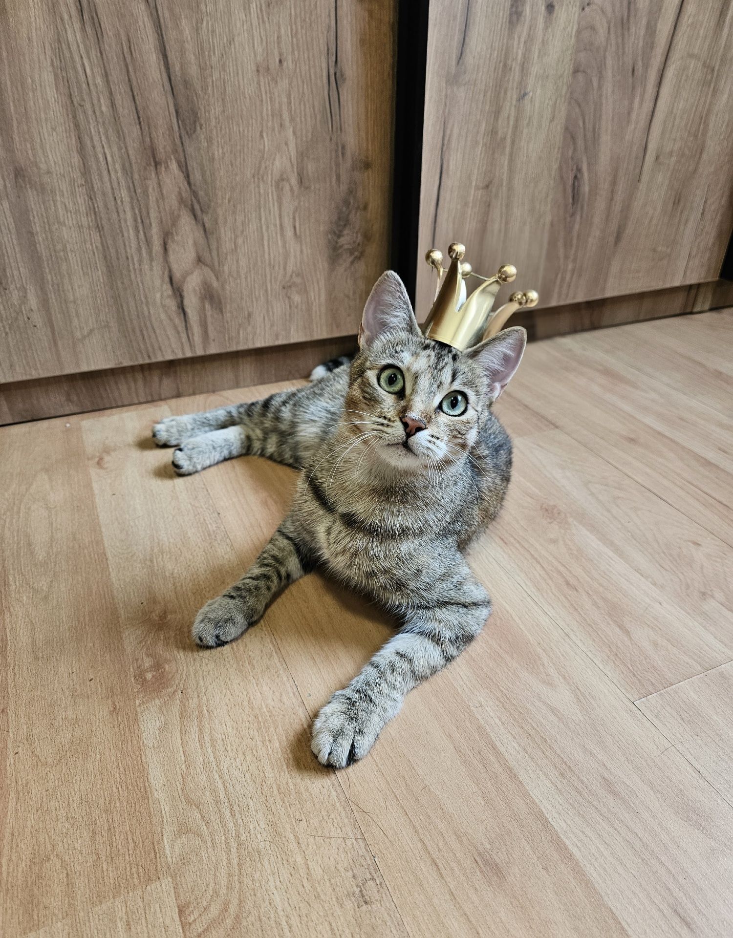 Отдаётся кошечка, отдам кошку в добрые руки