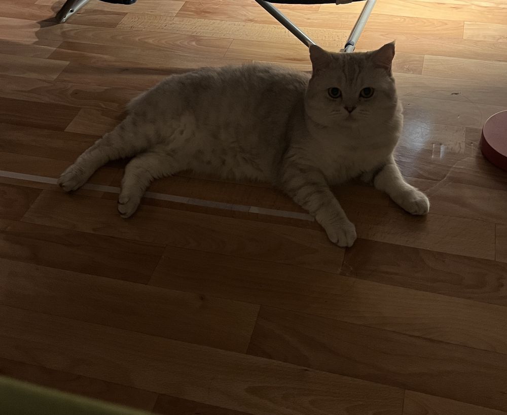 Отдам кота в ответственные руки