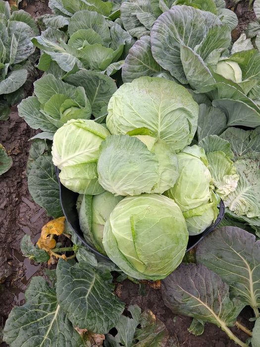 Varza de buzau  50 t