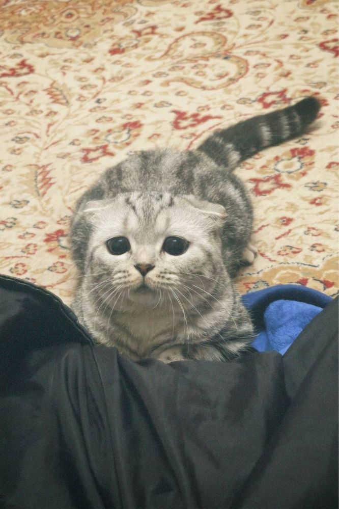 Шатланский кошка девочка 20000тг
