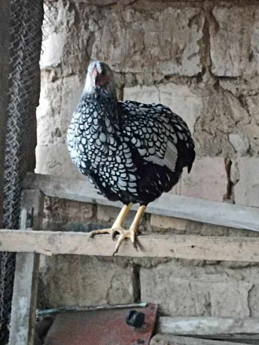 Виандот серебро виандот толбунт