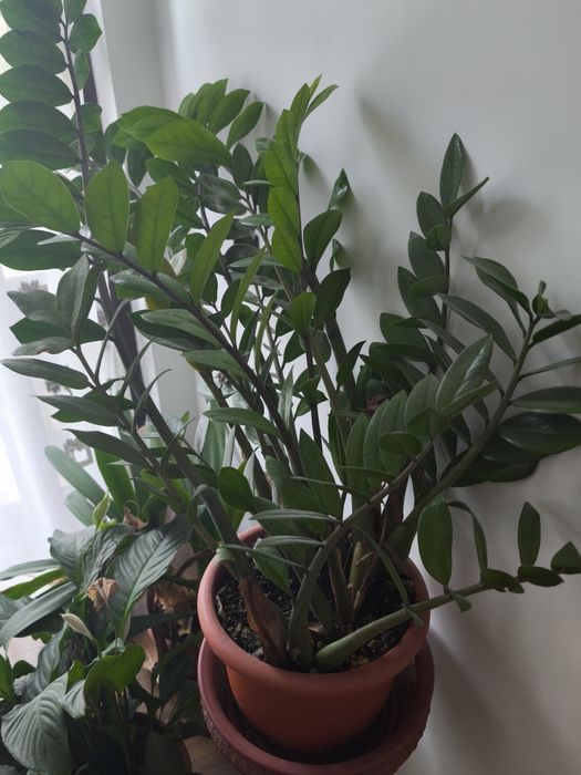 Planta Zamioculcas