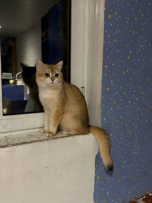 Zalataya Shinshilla serebritsa shinshilla 2 ta zotli mushuklar