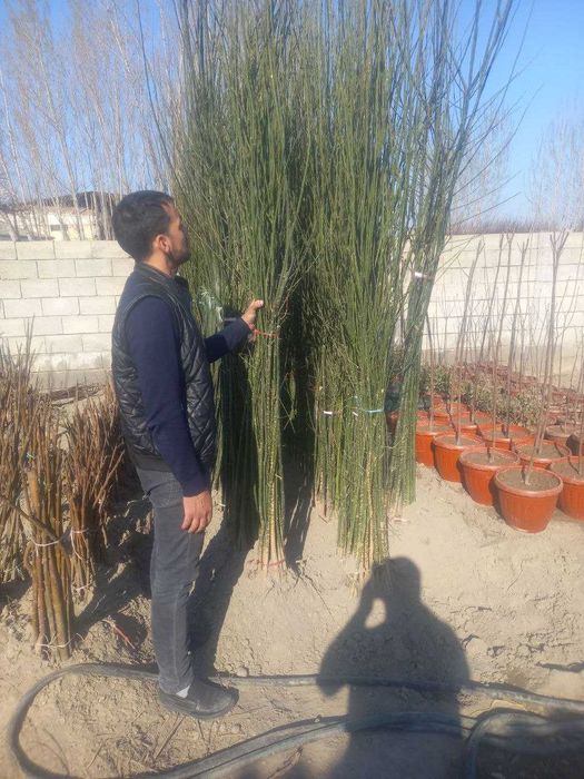 Ko'chatlar sotiladi. Har xil turdagi mevali va manzarali ko'chatlar