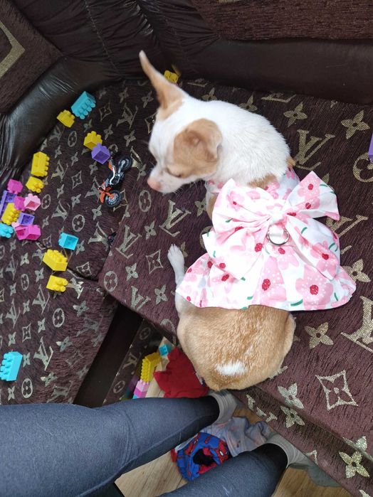 Рокля за куче/коте