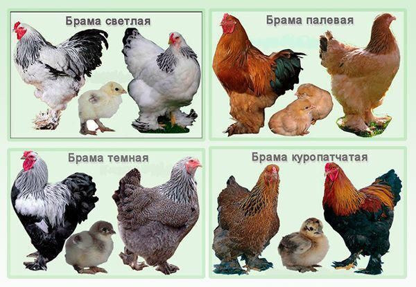 Чистопородная брама яйца