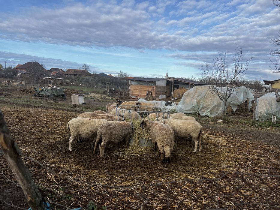 Berbecut rasa tigaie