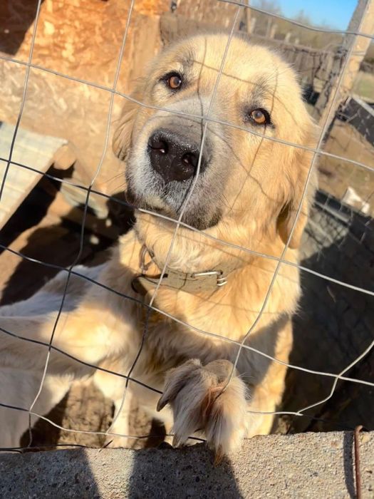 Donez 2 cățele Ciobanesc