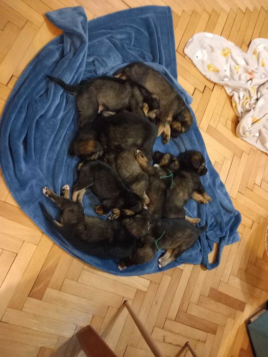 Кученца шарпланинска овчарка/гонче