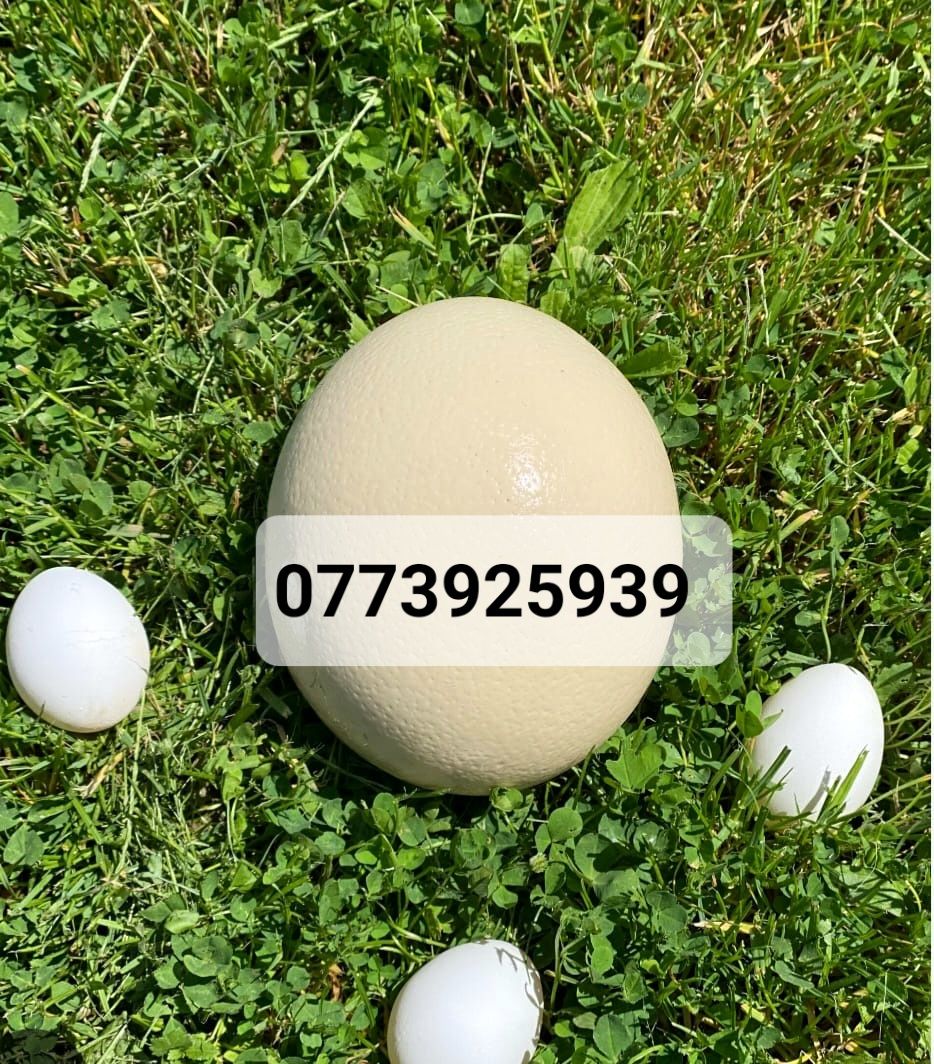 Ouă de Struț  de vânzare
