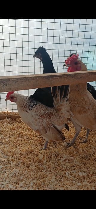 Япон Товуклари сотилади