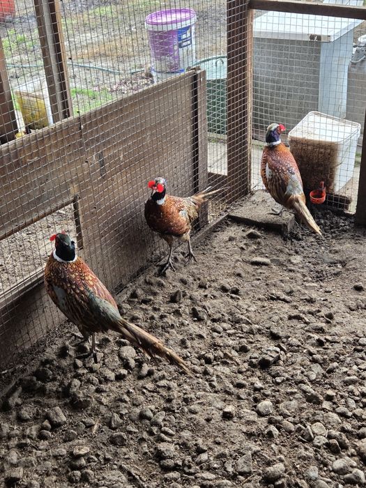 Продавам мъжки фазани