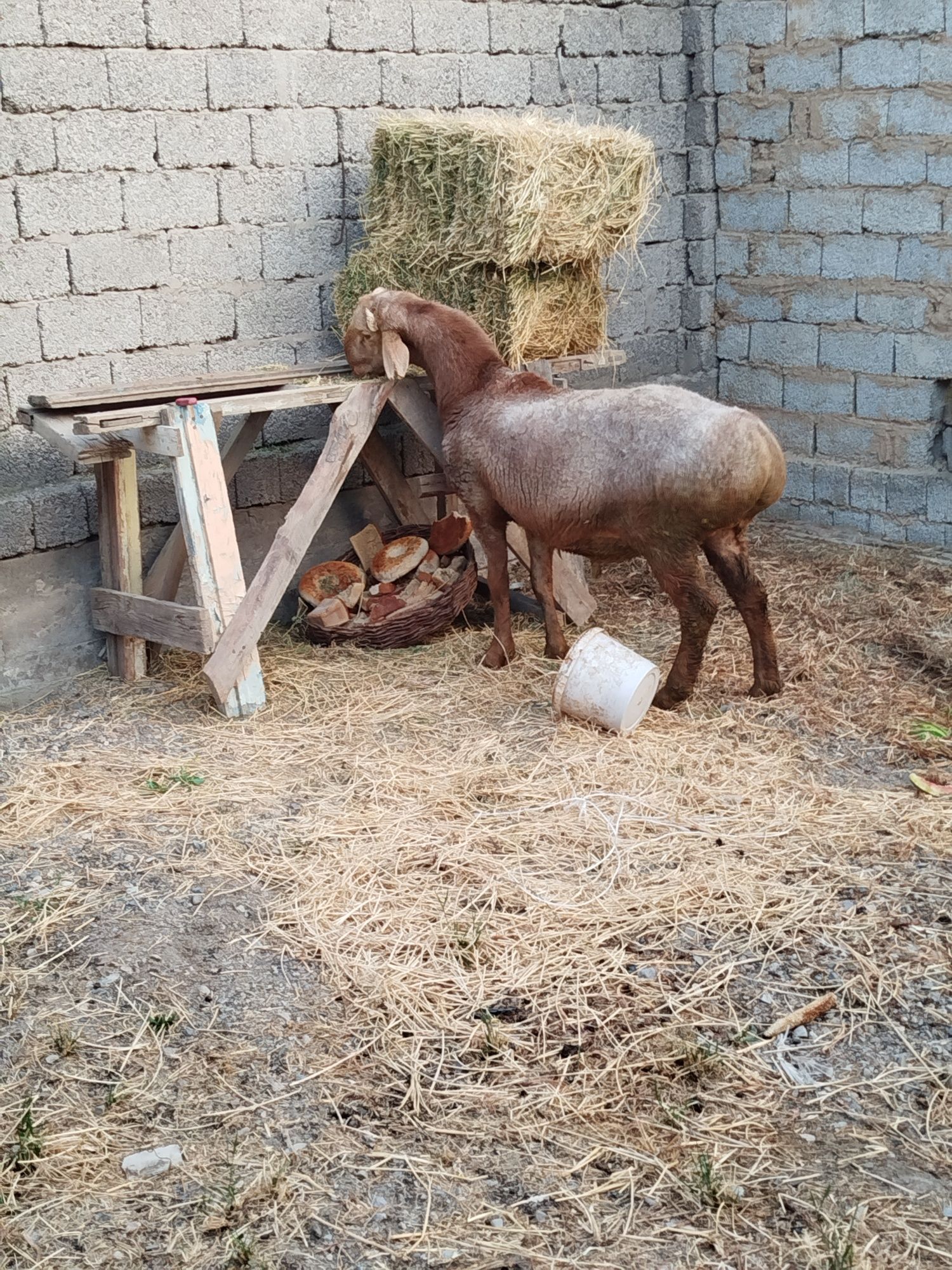 Qoylar sotiladi xammasi birga