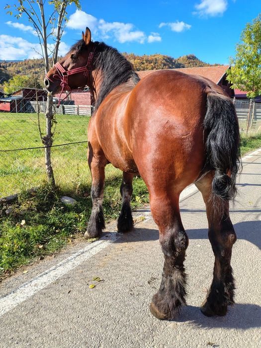 Armăsar 5 ani foarte blând