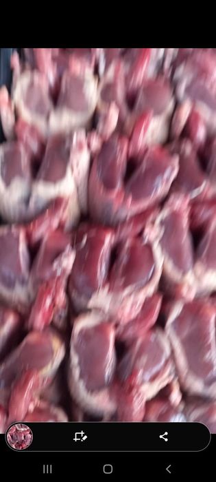 Тушка диких голубеи