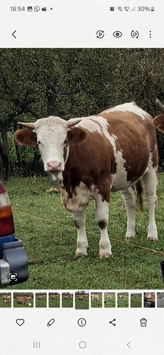 Vitea juninca montata