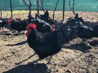 Gaini australorp