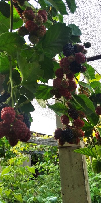 Ежевика Маймунжон Қора малина Честер нави