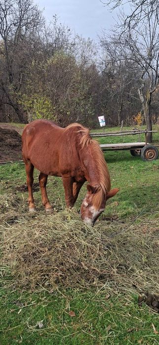 Cal căruță si ham