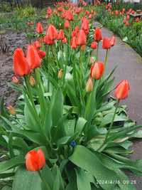 Цветы тюльпанов оптом