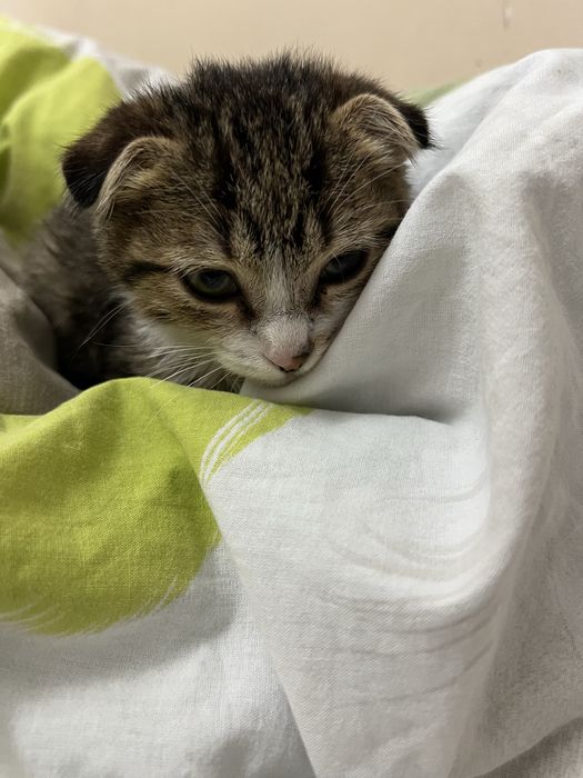 Котенок скоттиш фолд породистый