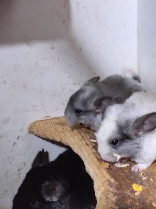 Чинчили две мъжки