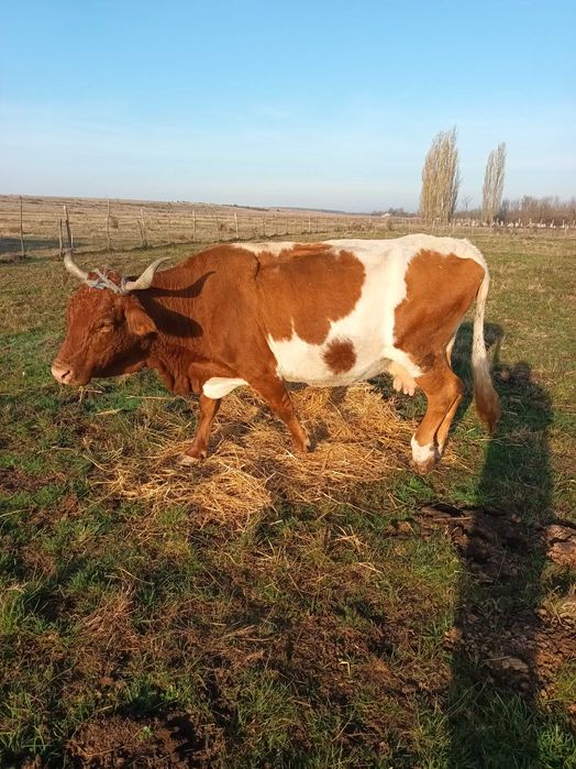 Vând vacă gestantă