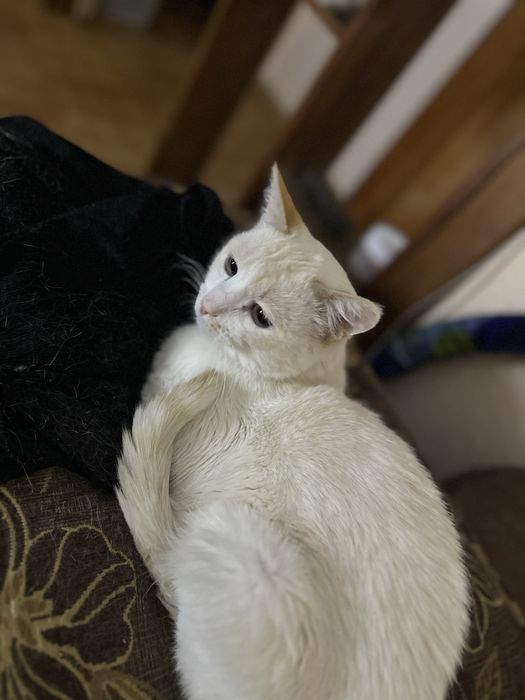 Найден кот в районе Новостройка