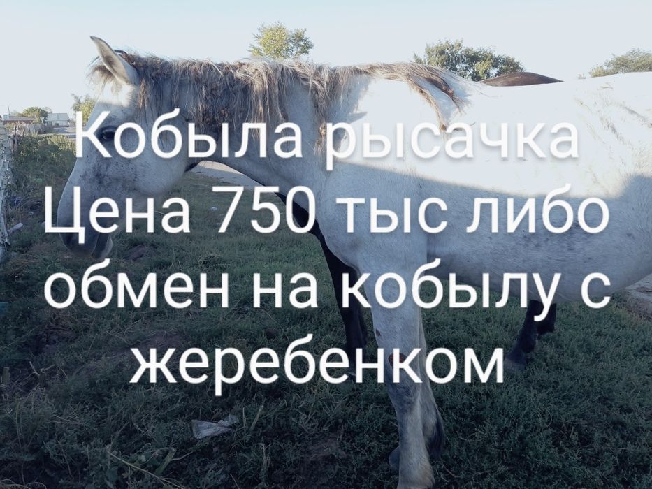 Рысак кобыла продается либо обмен