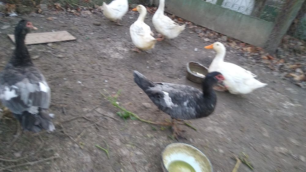 Cauta alta casa ,,sau alta locatie