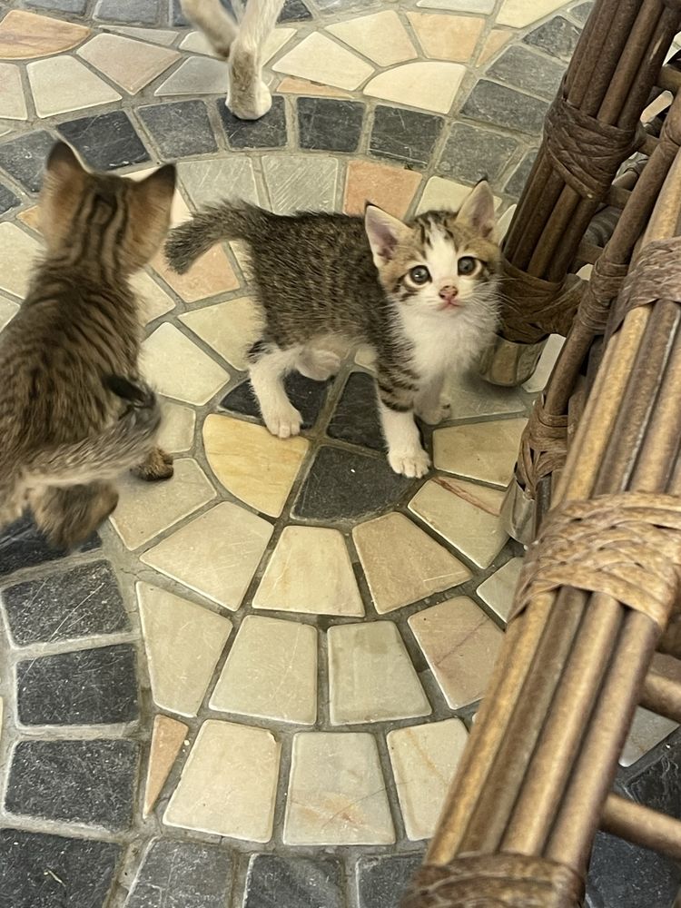 Домашние котята отдам бесплатно!!!