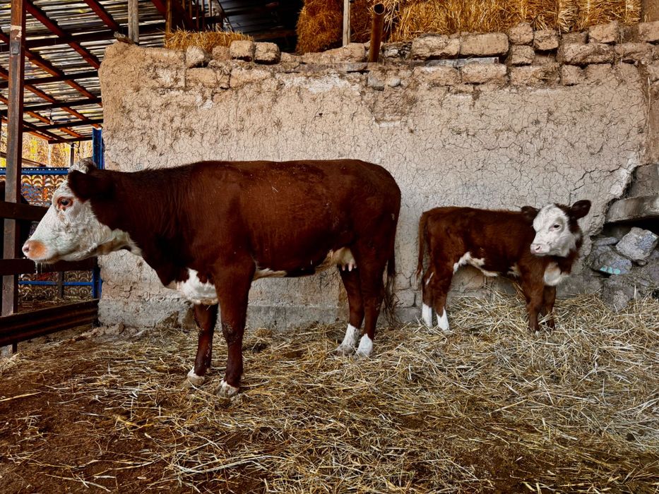 Герефорд герефорд gereford она бола